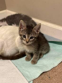 Rivet -  Tabby and Domestic Short Hair Cat for Adoption in Minneapolis, Minnesota - Rivet | PetCurious