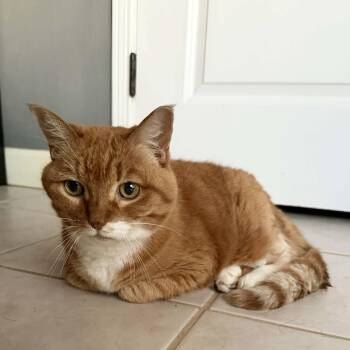 Tabby and Domestic Short Hair Cats Available for Adoption - Cuddly Callie | PetCurious