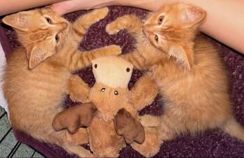 Boba and Barley -  Domestic Medium Hair Cat for Adoption in Buffalo, New York - Boba And Barley | PetCurious
