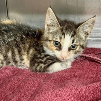 Morning Glory -  Domestic Short Hair Cat for Adoption in Hawthorne, California - Morning Glory | PetCurious