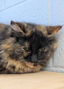 Domestic Medium Hair Cats Available for Adoption in Flint, Michigan - Truffle | PetCurious