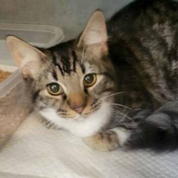 Domestic Medium Hair Cats Available for Adoption in New York, New York - Shadow | PetCurious