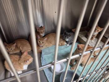 Azure -  Domestic Short Hair Cat for Adoption in Cincinnati, Ohio - Azure | PetCurious