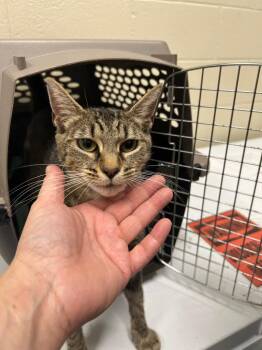 2026-09-059 -  Domestic Short Hair Cat for Adoption in Winder, Georgia - 2026-09-059 | PetCurious