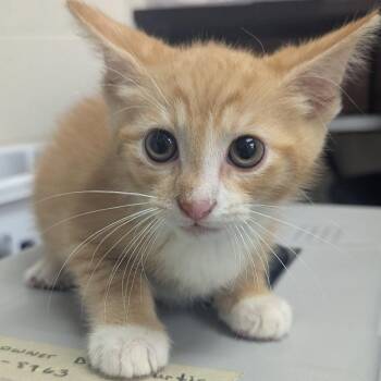 Scallywag -  Domestic Short Hair Cat for Adoption in Evansville, Indiana - Scallywag | PetCurious
