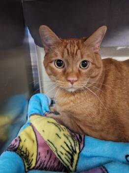 Rescue Domestic Short Hair Cats for Adoption in Grand Forks, North Dakota - French Fry | PetCurious