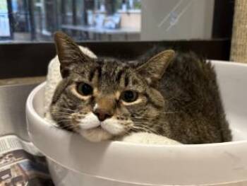 Eva -  Domestic Short Hair Cat for Adoption in Golden Valley, Minnesota - Eva | PetCurious