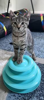 Petunia -  Domestic Short Hair Cat for Adoption in Moorestown, New Jersey - Petunia | PetCurious
