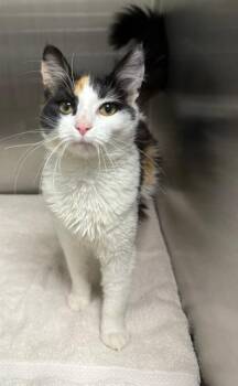 Domestic Short Hair Cats Available for Adoption in Peoria, Illinois - DISH SOAP | PetCurious