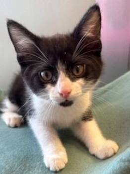 Oreo -  Domestic Short Hair Cat for Adoption in Sidney, Ohio - Oreo | PetCurious