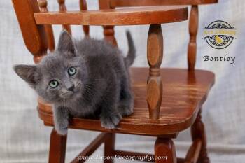 Russian Blue Cats Available for Adoption in Riverside, California - Bentley | PetCurious