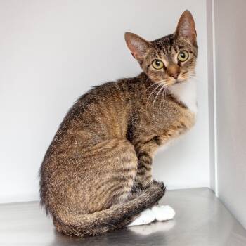 Mimi -  Domestic Short Hair Cat for Adoption in Hattiesburg, Mississippi - Mimi | PetCurious