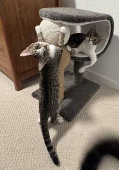 Waffles (Guardian Assist) -  Domestic Short Hair Cat for Adoption in Fremont, California - Waffles (Guardian Assist) | PetCurious