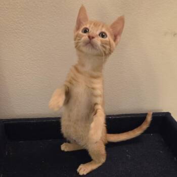 Squash -  Domestic Short Hair Cat for Adoption in Sunrise, Florida - Squash | PetCurious
