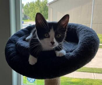 BETSY -  Domestic Short Hair Cat for Adoption in Omaha, Nebraska - BETSY | PetCurious