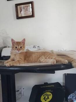 Tangelo 6827 -  Domestic Medium Hair Cat for Adoption in Dallas, Texas - Tangelo 6827 | PetCurious