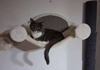 Domestic Short Hair Cats Available for Adoption in Lakesite, Tennessee - Hazelnut | PetCurious