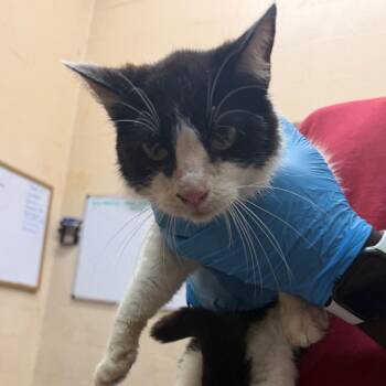 Belinda -  Domestic Short Hair Cat for Adoption in Birmingham, Alabama - Belinda | PetCurious