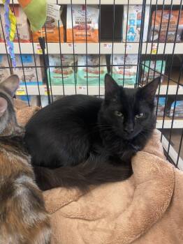 Theodore (Fluff Ball) -  Domestic Long Hair Cat for Adoption in Mobile, Alabama - Theodore (Fluff Ball) | PetCurious