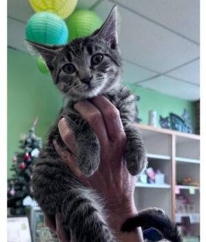 Ziva THLiv -  Domestic Short Hair Cat for Adoption - Ziva THLiv | PetCurious