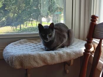 Domestic Short Hair Cats Available for Adoption in Greenville, Delaware - Piper (FCID# 03/23/2026 - 43) C | PetCurious