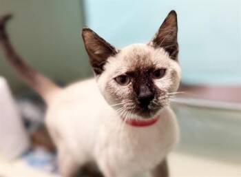 Siamese and Domestic Short Hair Cats Available for Adoption - TURKEY | PetCurious
