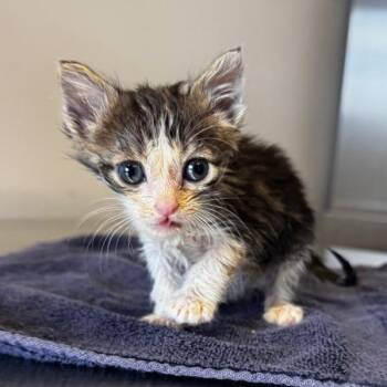 Molly -  Domestic Short Hair Cat for Adoption in San Gabriel, California - Molly | PetCurious