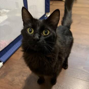 Sparrow -  Domestic Long Hair Cat for Adoption in Orangevale, California - Sparrow | PetCurious