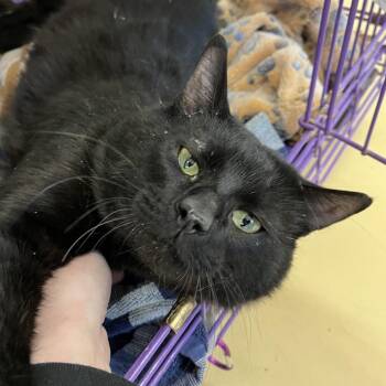 Domestic Short Hair Cats Available for Adoption in Bedford, New Hampshire - Todd | PetCurious