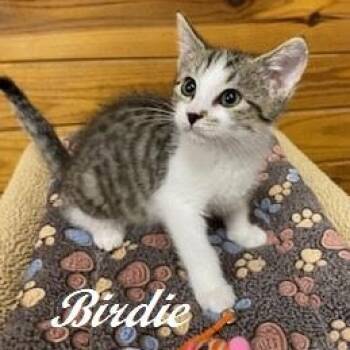 Birdie - will chirp her way into your heart -  Tabby Cat for Adoption in Southern Pines, North Carolina - Birdie - Will Chirp Her Way Into Your Heart | PetCurious