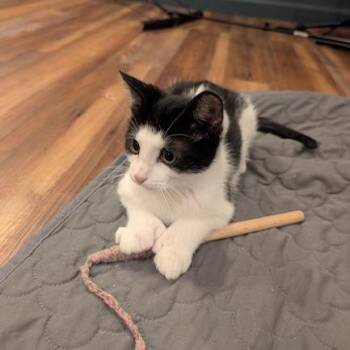 Bigelow -  Domestic Short Hair Cat for Adoption in Gibsonia, Pennsylvania - Bigelow | PetCurious