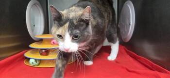 LATTE -  Domestic Short Hair Cat for Adoption in Fort Walton Beach, Florida - LATTE | PetCurious