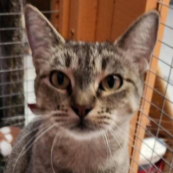 Domestic Short Hair Cats Available for Adoption in Fresno, California - Sophie | PetCurious