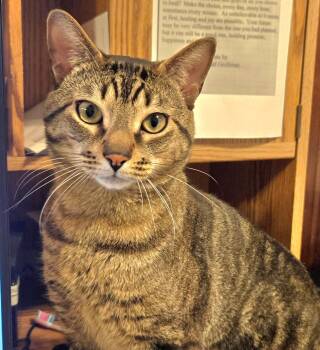 Tabby and Domestic Short Hair Cats Available for Adoption in Red Bank, New Jersey - Nico | PetCurious