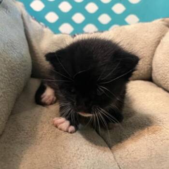 Sox -  Domestic Short Hair Cat for Adoption in Bedford, New Hampshire - Sox | PetCurious