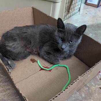Flex -  Domestic Short Hair Cat Available for Adoption in Madison, Wisconsin - Flex | PetCurious