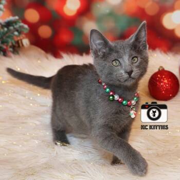 Rescue Domestic Short Hair Cats for Adoption in Fairway, Kansas - Pancake | PetCurious