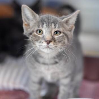 Dee -  American Shorthair Cat for Adoption in Wilmington, Delaware - Dee | PetCurious