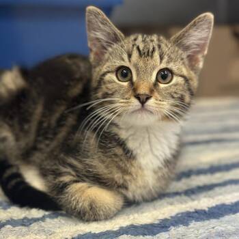 Biscotti -  Domestic Short Hair Cat Available for Adoption in Columbus, Ohio - Biscotti | PetCurious