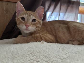 Nugget -  Tabby Cat for Adoption in Cleveland, Ohio - Nugget | PetCurious