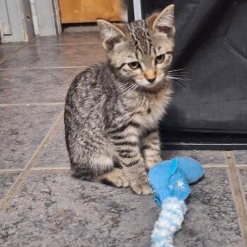 Peanut -  Domestic Short Hair Cat for Adoption in Grantsville, Utah - Peanut | PetCurious