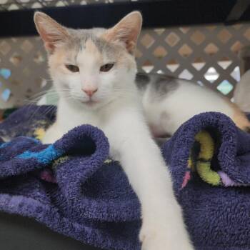Blanche -  Domestic Short Hair Cat for Adoption in Kennett Square, Pennsylvania - Blanche | PetCurious