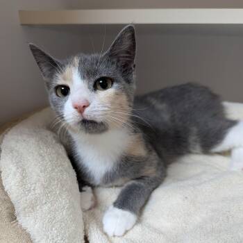 Willow -  Domestic Short Hair Cat for Adoption in Accident, Maryland - Willow | PetCurious