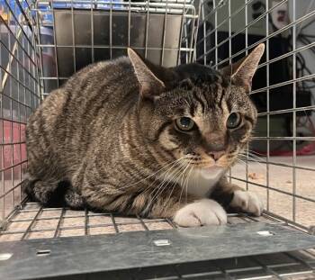 Rescue Domestic Short Hair Cats for Adoption in New York, New York - Ollie | PetCurious