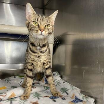 Domestic Short Hair Cats Available for Adoption in Roanoke, Virginia - Taffy | PetCurious