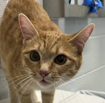 Mouse -  Domestic Short Hair Cat for Adoption in Golden, Colorado - Mouse | PetCurious