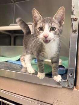 Ranger -  Domestic Short Hair Cat for Adoption in Warren, Pennsylvania - Ranger | PetCurious