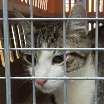 Rescue Domestic Short Hair Cats for Adoption in Galveston, Texas - Bugger | PetCurious