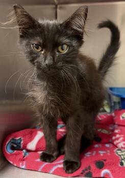 Booberry -  Domestic Short Hair Cat for Adoption in Ocala, Florida - Booberry | PetCurious