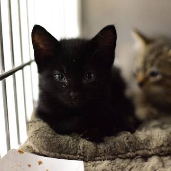 Lurch -  Domestic Short Hair Cat for Adoption in Idaho Falls, Idaho - Lurch | PetCurious